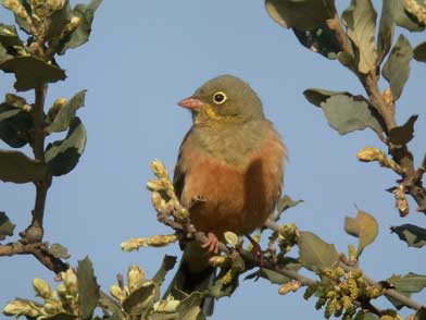 Aire Natura 2000