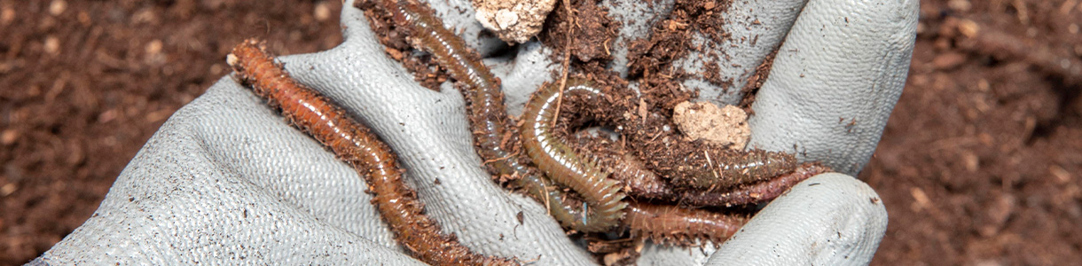 Un petit zoom sur la vie du compost, car oui c’est vivant !